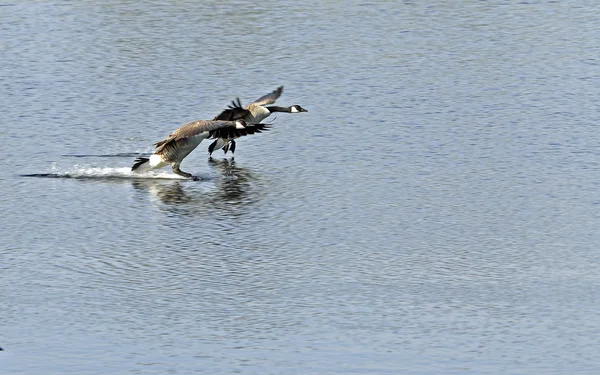 stock image Canada Goose