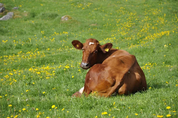 Vaca na relva — Fotografia de Stock