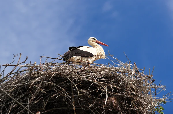 Hvid stork - Stock-foto