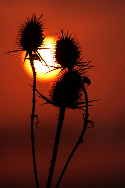 Sunset behind pricks — Stock Photo, Image
