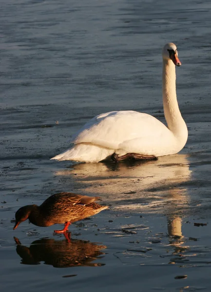 Swan & mallard — Φωτογραφία Αρχείου