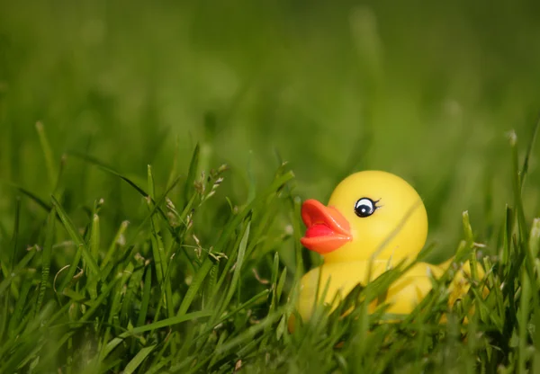 Pato de goma — Foto de Stock