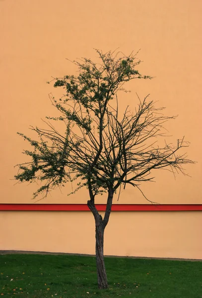Baum vor Mauer — Stockfoto