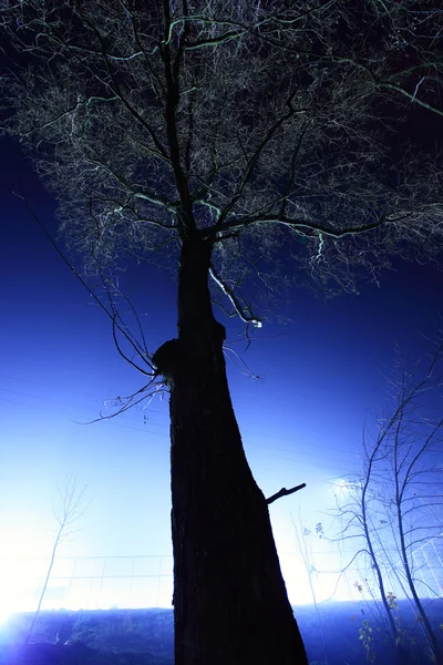 Blauer Baum — Stockfoto