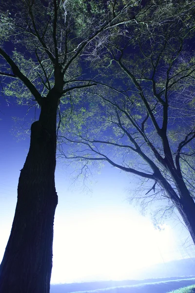Синє дерево — стокове фото