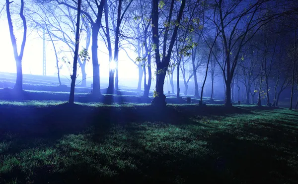 Wald bei Nacht — Stockfoto