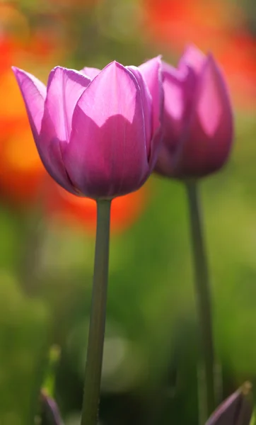 Tulipanes lila — Foto de Stock