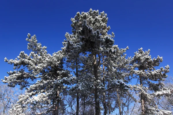 Bosque nevado con cielo azul — Foto de Stock
