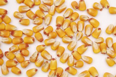 Kernels of Corn 2 clipart