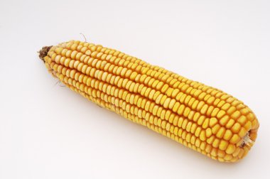 Ear of Corn clipart