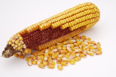 Ear of Corn 3 clipart