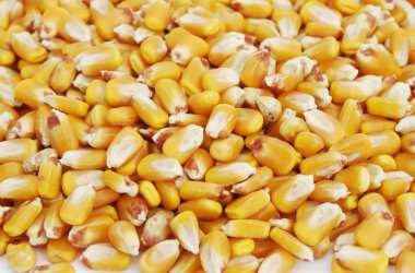 Kernels of Corn 4 clipart