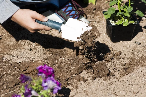 Planting a flower garden — Stock Photo, Image