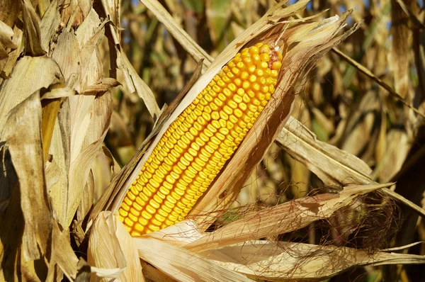 Kukurydza na polu — Zdjęcie stockowe