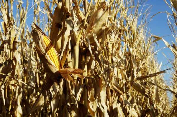 Kukurydza w polu 4 — Zdjęcie stockowe