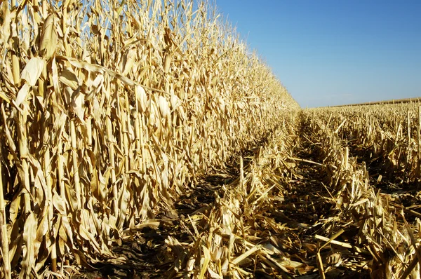Kukurydza w polu 3 — Zdjęcie stockowe