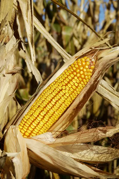 Maïs in het veld 2 — Stockfoto