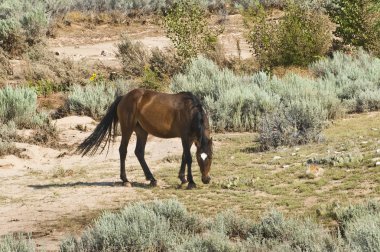 Mustang mare