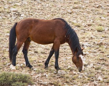 Mustang mare clipart