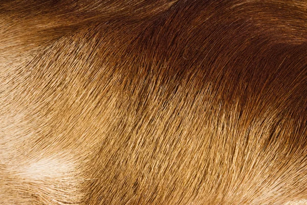 Texture della pelliccia — Foto Stock