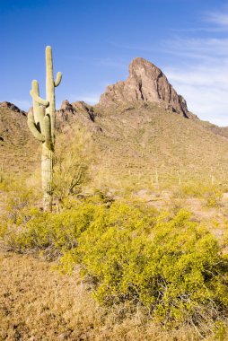 picacho, Saguaro'lar