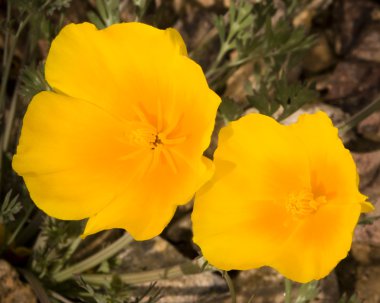 Meksikalı goldpoppies