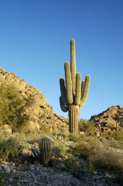 saguaro kaktüsü 1