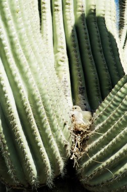 saguaro kaktüsü 6