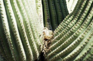 saguaro kaktüsü 5