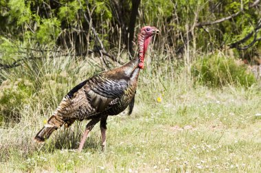 Wild Türkiye