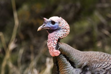 Wild Türkiye