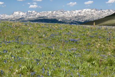 Alpine wildflower landscape clipart
