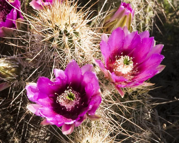 Hedgehog Cactus Blossoms — Stock Photo, Image