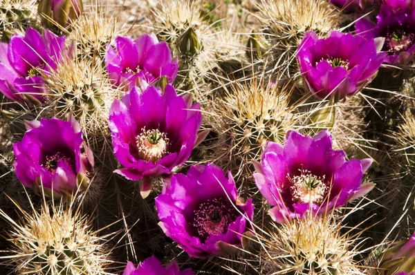 Hedgehog Cactus Blossoms — Stock Photo, Image
