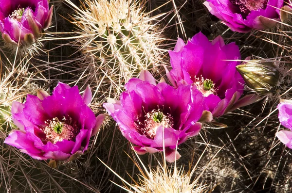 Cactus de erizo Florece —  Fotos de Stock