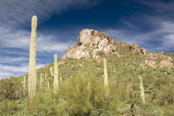 Saguaro cactus — Stock Photo, Image