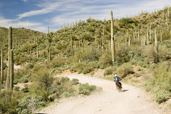 Desert rider — Stock Photo, Image