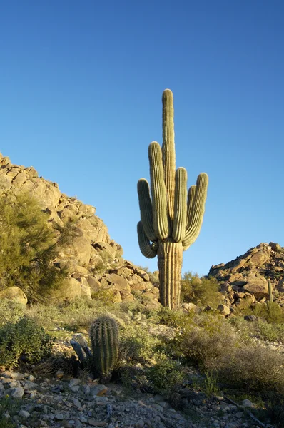 Saguaro kaktusz 1 — Stock Fotó