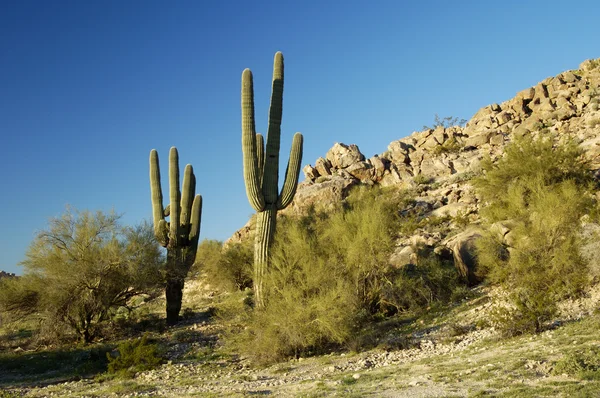 Saguaro Cactus 2 — Stock Photo, Image