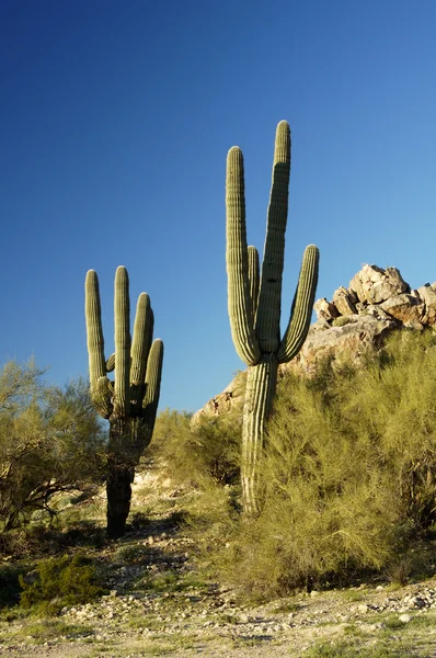 Saguaro kaktusz 3 — Stock Fotó