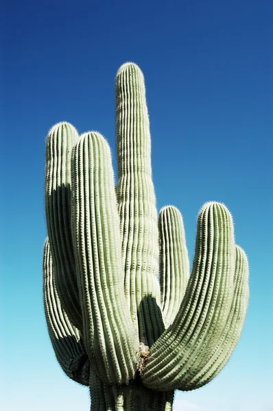 Saguaro kaktüsü 4 — Stok fotoğraf