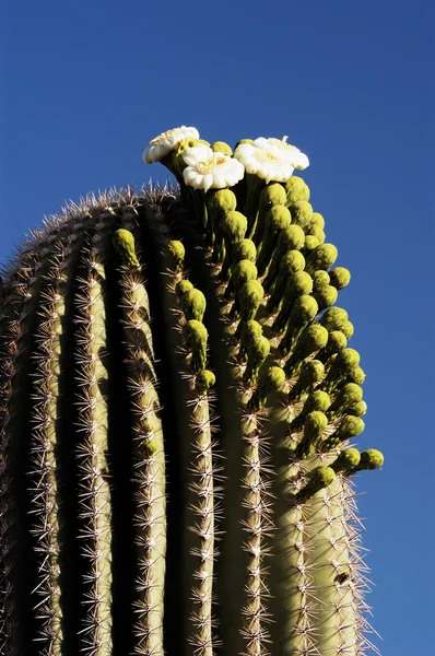 Saguaro çiçekleri 3 — Stok fotoğraf