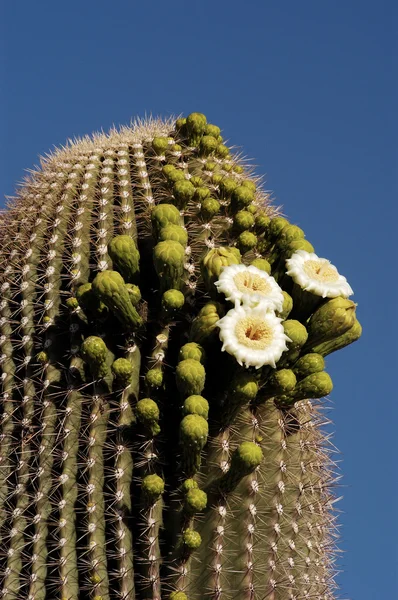 Saguaro bloesems 4 — Stockfoto