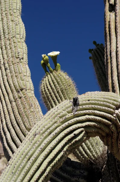 Springtime Cactus Blossoms — Stock Photo, Image