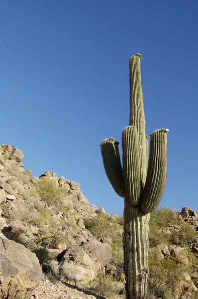 Lente cactus bloesems 3 — Stockfoto