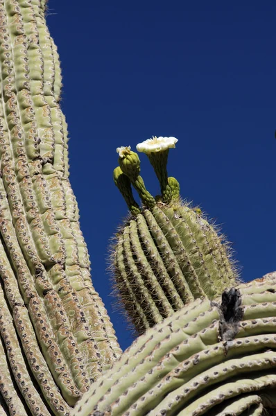 Springtime Cactus Blossoms 2 — Stock Photo, Image