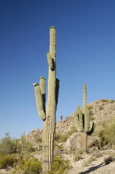 Lente cactus bloesems 4 — Stockfoto