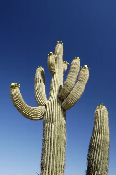 Floraciones del desierto 2 —  Fotos de Stock