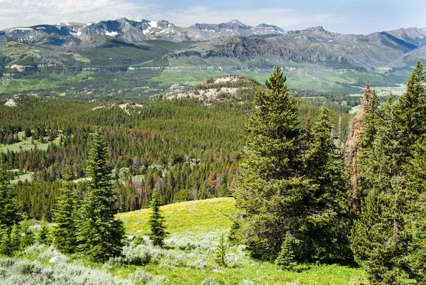 Alpine wildflower landschap — Stockfoto