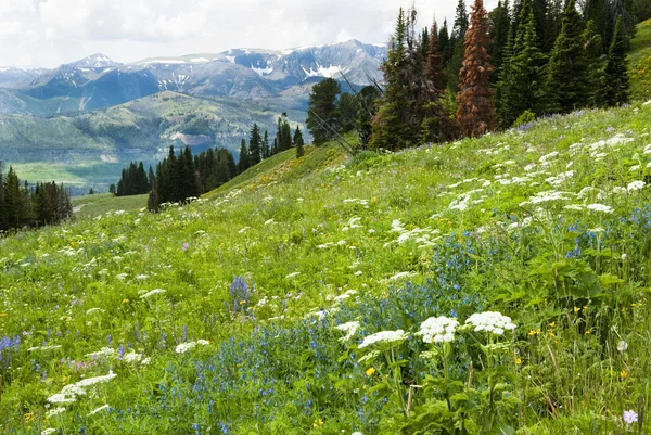 Alp kır çiçeği peyzaj — Stok fotoğraf